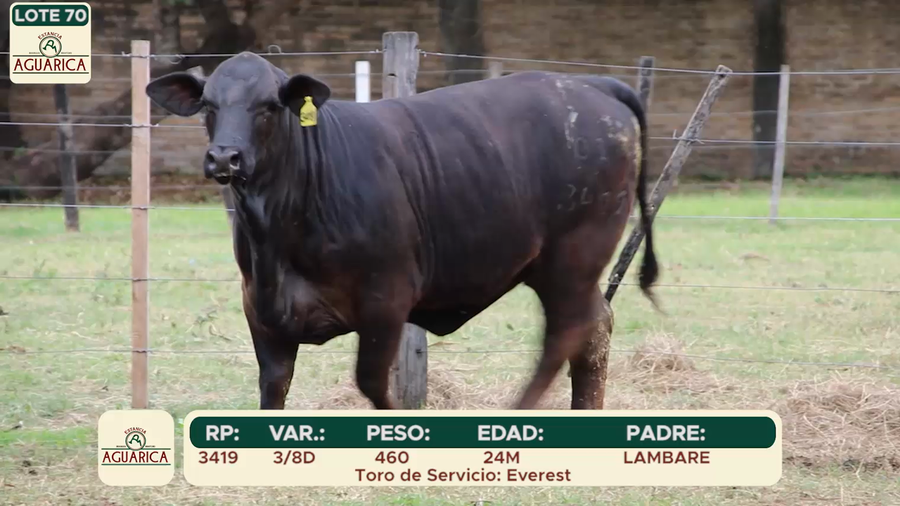 Lote LOTE 70