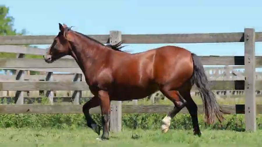 Lote ESPINA DE LA RESERVA