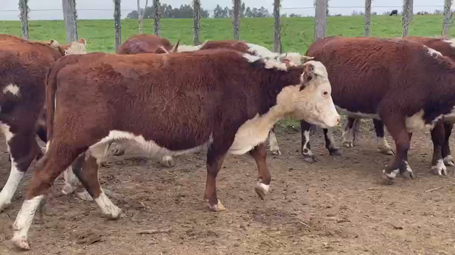 Lote 12 Vaquillonas 1 a 2 años HEREFORD a remate en PANTALLA CAMY 320kg - , San José