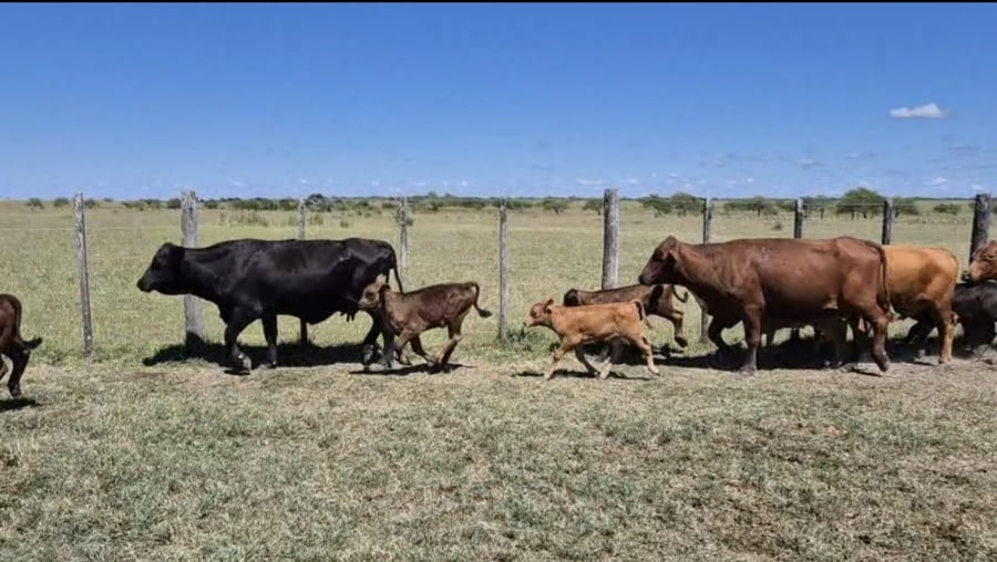 Lote 46 Vacas C/ cria en Corrientes, Curuzú-Cuatiá