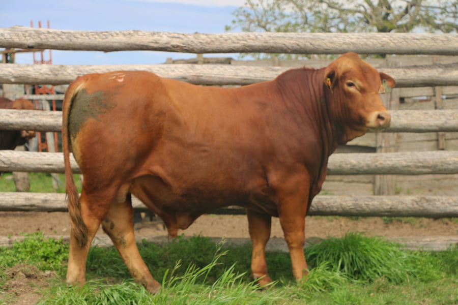 Lote Toros a remate en 14º Nacional Brangus, Tacuarembó