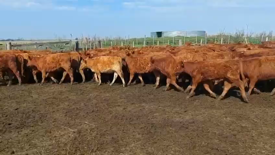 Lote 151 Terneras en Buenos Aires, Castelli