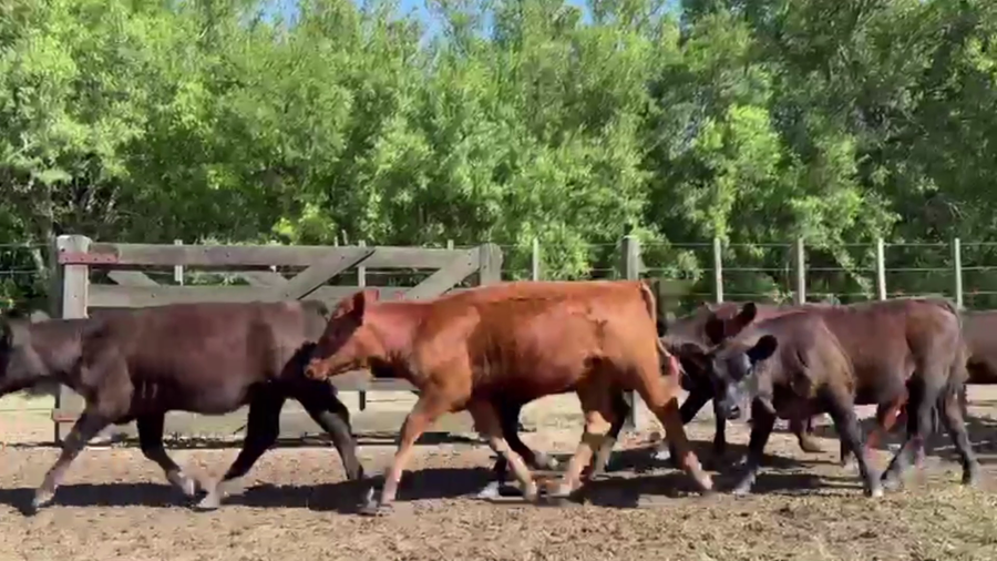 Lote 55 TERNS HEMBRAS, RANCHOS, PCIA. BS. AS.