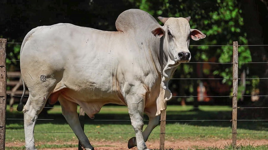 Lote LOTE 76