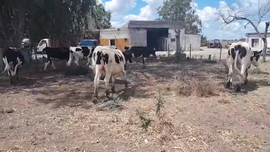 Lote 7 Novillos, San José