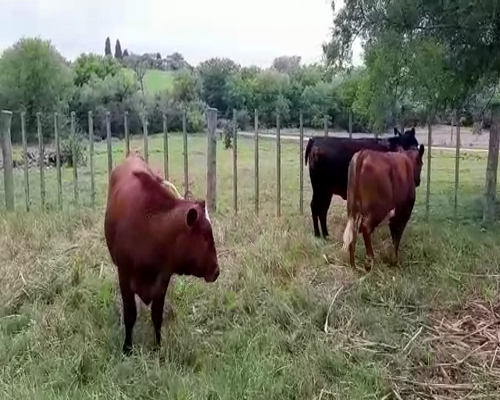 Lote (Vendido)3 Vaquillonas 1 a 2 años AA/ CARETAS 320kg -  en PUNTAS DE RIACHUELO