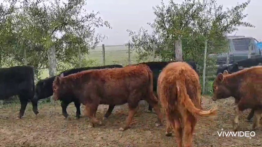 Lote 50 Terneras en Brandsen, Buenos Aires