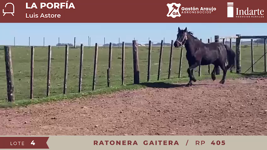 Lote RATONERA GAITERA