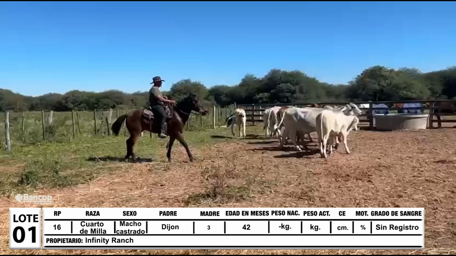Lote Lote 1