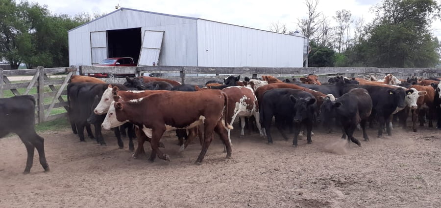 Lote SAENZ VALIENTE, BULLRICH Y Cia. S.A.