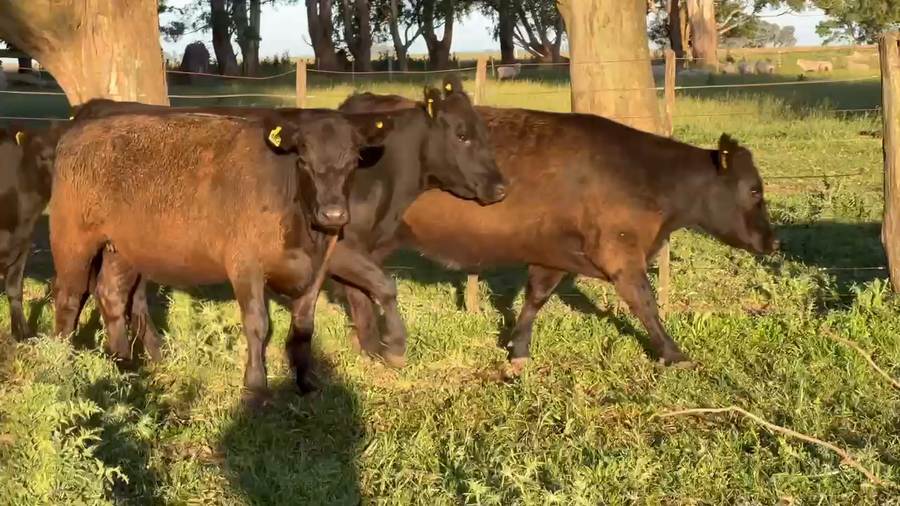 Lote 40 Vaquillonas C/ gtia de preñez