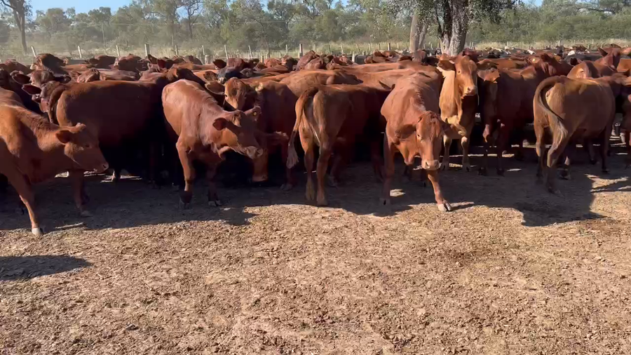 Lote 115 Vaquillonas P/ entorar en Los Pirpintos, Santiago del Estero