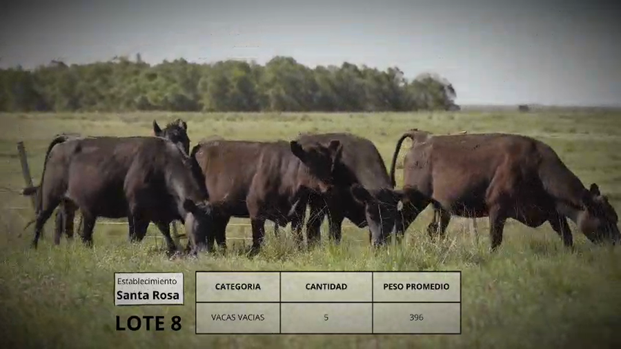 Lote Vacas vacias Lote 8