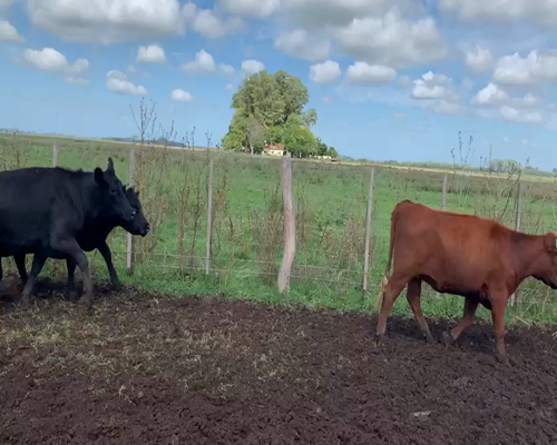 Lote 65 VAQUILLONAS PREÑADAS, CON SERVICIO NATURAL A LOS 20/24 MESES DE EDAD