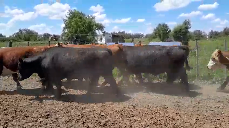 Lote 35 Novillos exportación