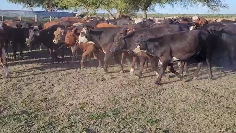 Lote 50 Novillitos y vaquillonas en Entre Ríos, Villaguay