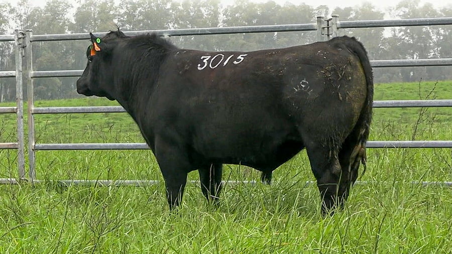Lote ABERDEEN ANGUS SA - Angus NEGROS