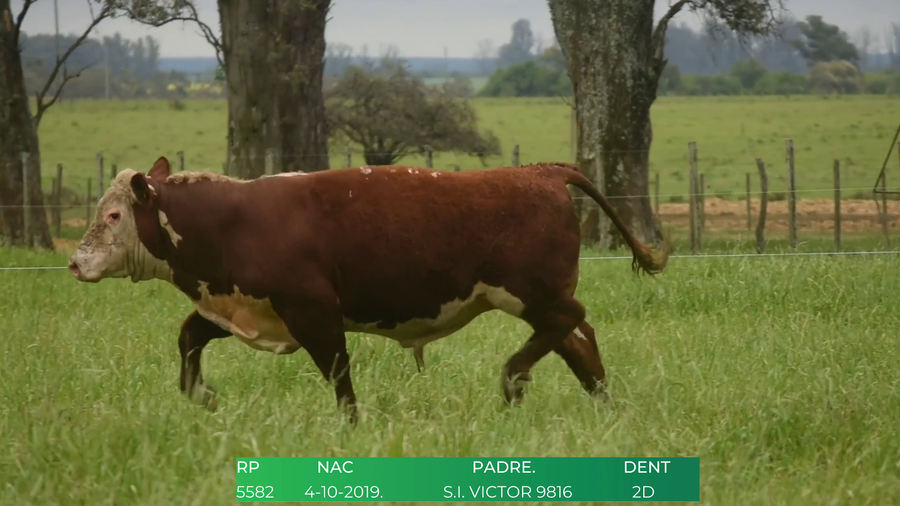 Lote Toros POLLED HEREFORD a remate en 4º  Remate  Anual Cabaña El Treból en Liga de Trabajo de Guichón