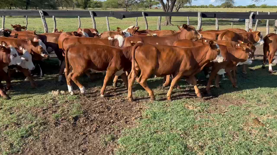 Lote 50 Terneros/as en Durazno, Entre Ríos