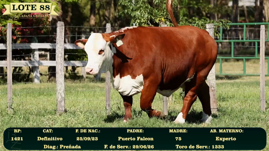 Lote LOTE 88