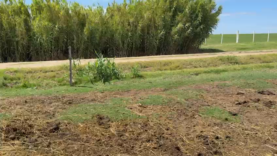 Lote TERNEROS Y TERNERAS