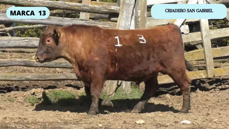 Lote 1 Toro en XI Región Aysén, Coyhaique