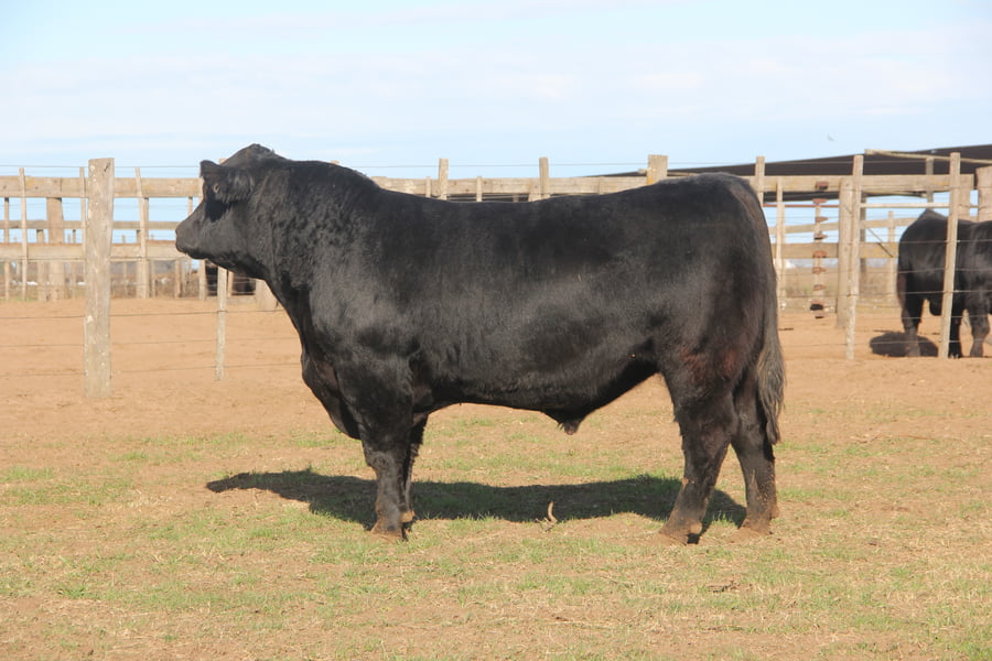 Lote TOROS PUROS DE PEDIGREE