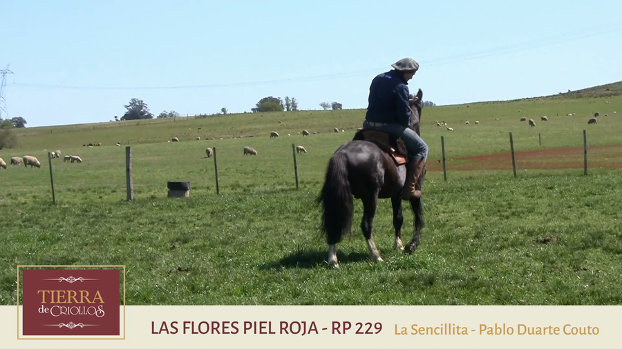 Lote Las Flores Piel Roja (229) - Cabaña "La Sencillita"