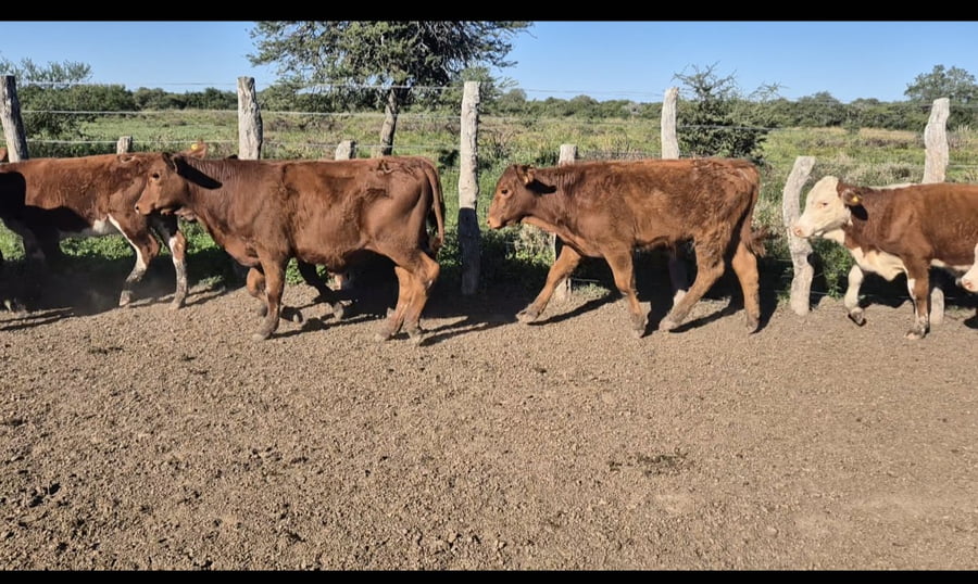 Lote 64 Terneros/as en Corrientes, Curuzú-Cuatiá