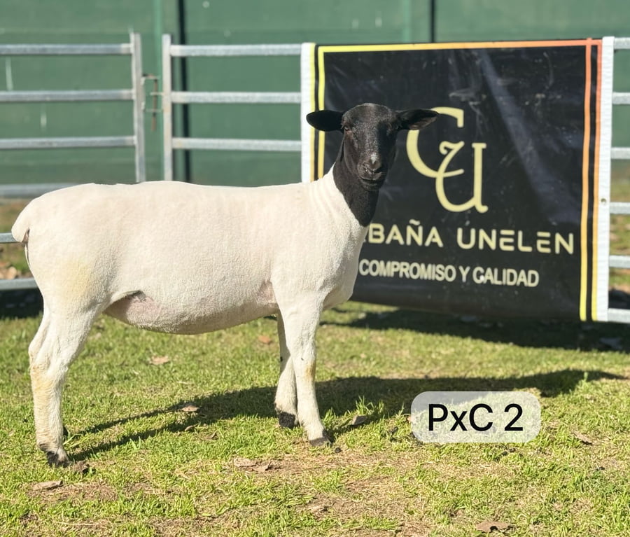 Lote DORPER PxC