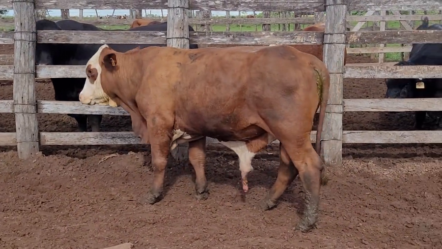 Lote Toros T. Braford a remate en Remate de Reproductores, Asunción