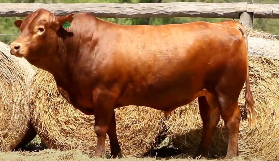 Lote TOROS DE 3 AÑOS