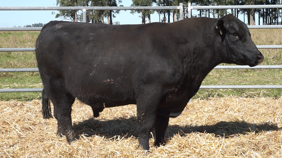 Lote 3 Toros a remate en San Carlos y La Magdalena, Artigas