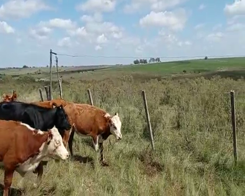 Lote 4 Terneras HEREFORD a remate en Pantalla Camy, San José