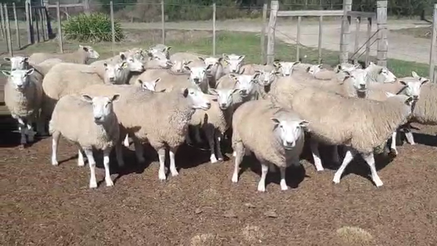 Lote 51 ovejas