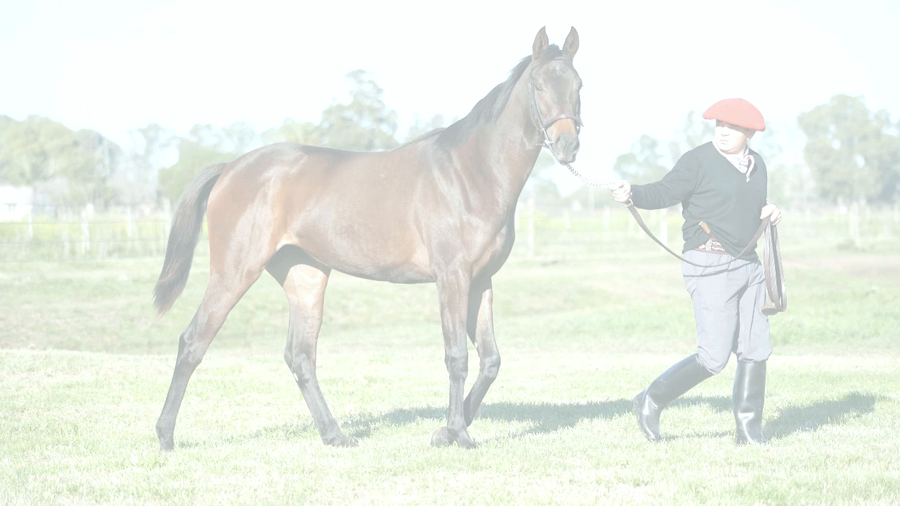 Lote GIRLIE NIK (NICODEMUS -  GIGABYTE)