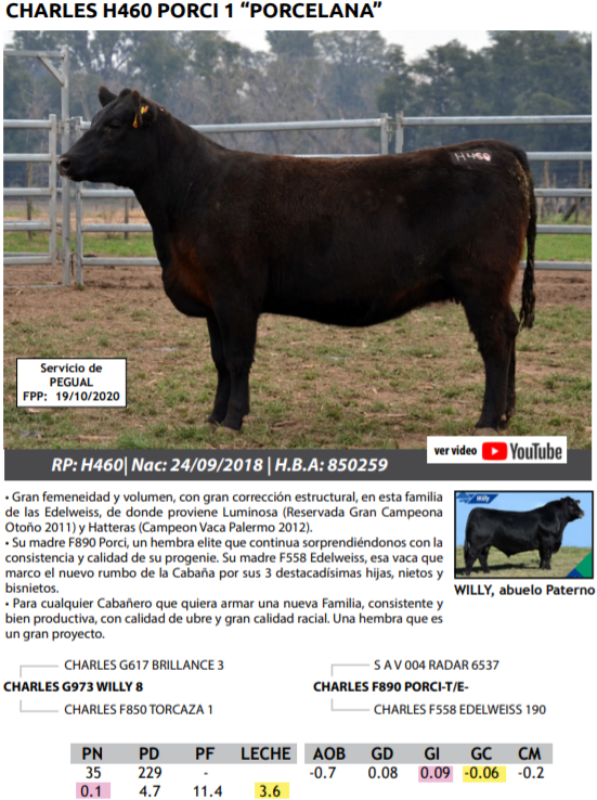 Lote VAQUILLONAS PEDRIGREE PREÑADAS