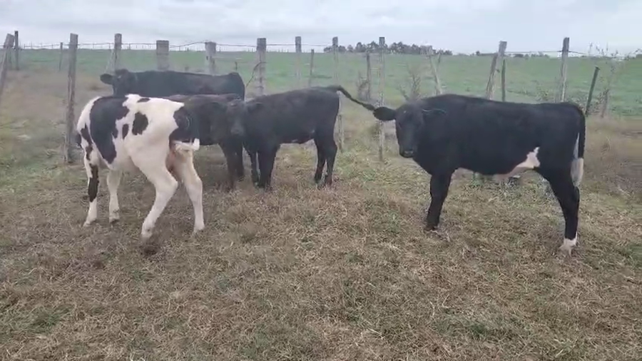 Lote 7 Terneros y Terneras a remate en Pantalla Camy, San José