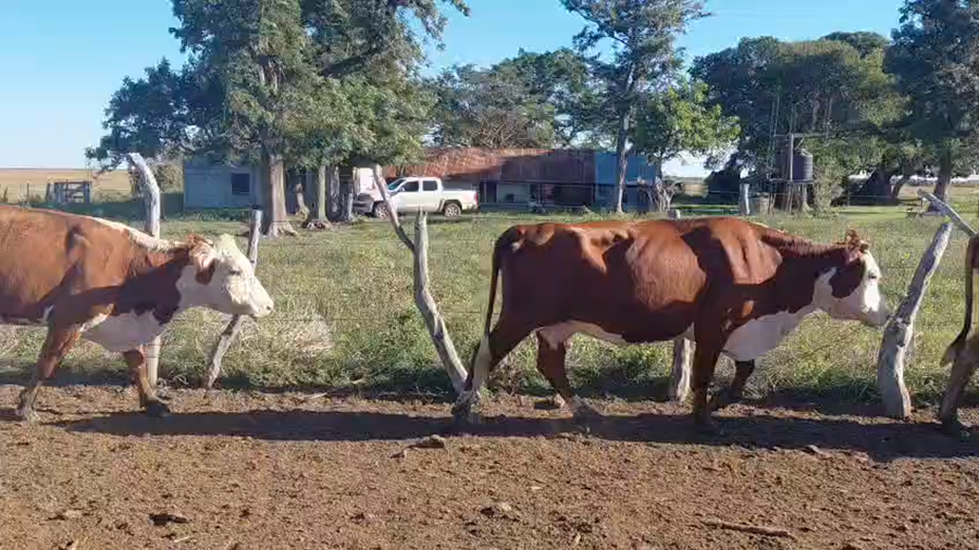 Lote 103 Vacas de invernar