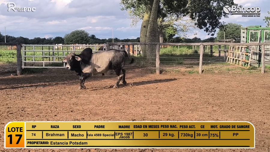 Lote Toros Brahman a remate en Viernes 30 de mayo- Remates PDC, Boquerón