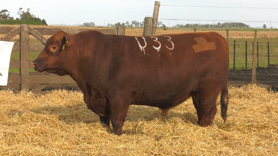 Lote Toros PC Colorados