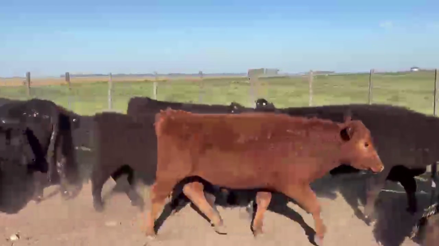 Lote 90 NOVILLITOS, EN LINCOLN, BS. AS.