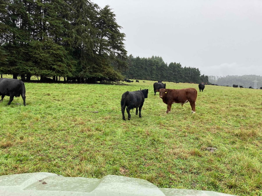 Lote 120 Ternero en Puerto Varas, X Región Los Lagos