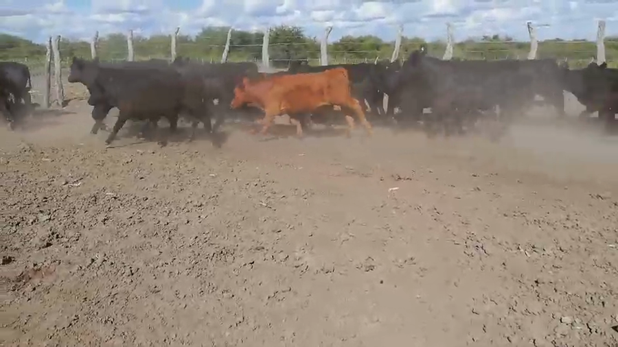 Lote 70 Terneros/as en Galarza, Entre Ríos