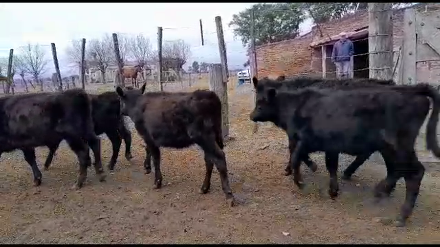 Lote 37 Terneros/as Angus en Vera y Pintado, Santa Fe