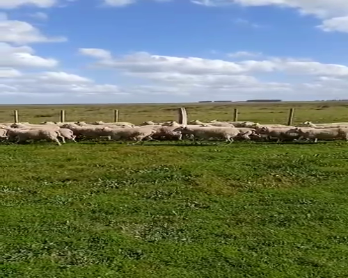 Lote 130 Borregas en Artigas