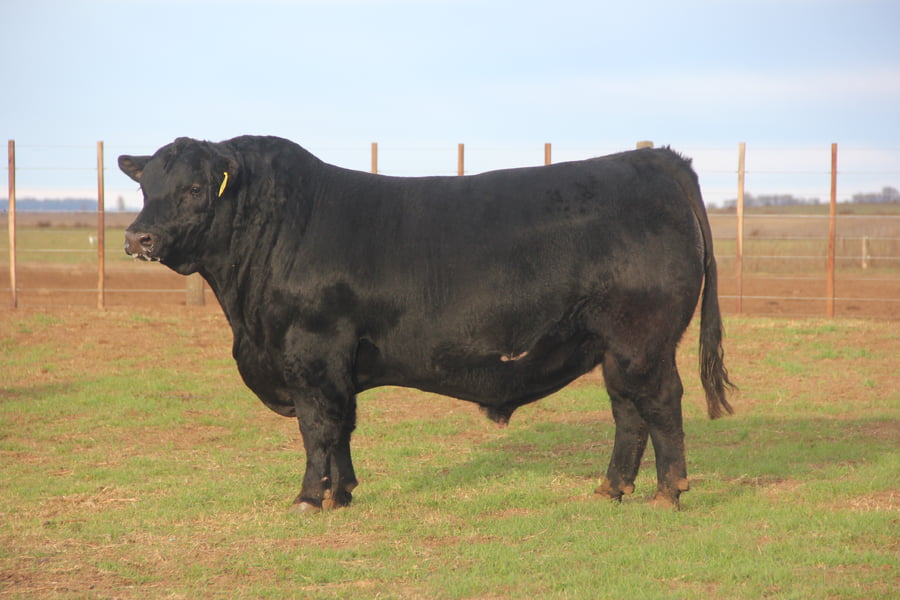 Lote TOROS PUROS DE PEDIGREE