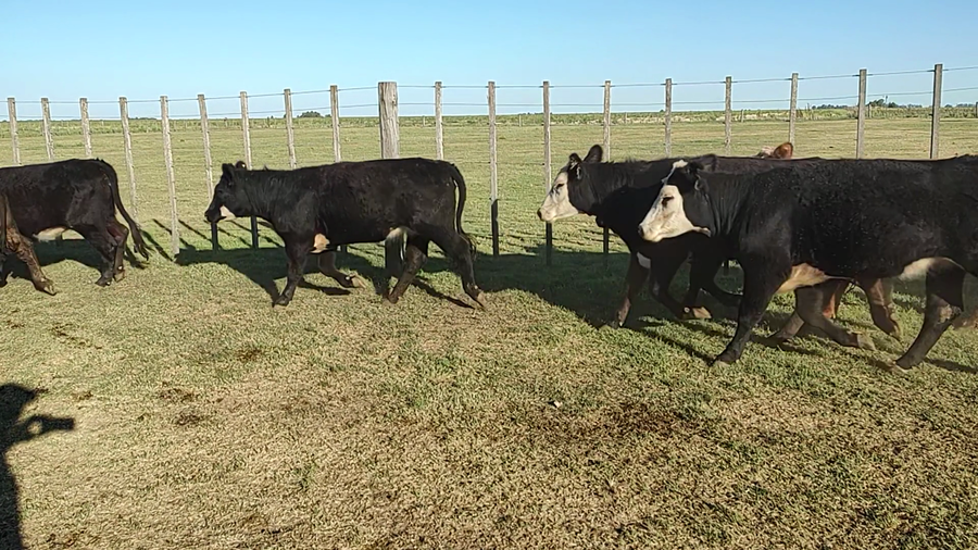 Lote 28 Vaquillonas en Espartillar, Buenos Aires