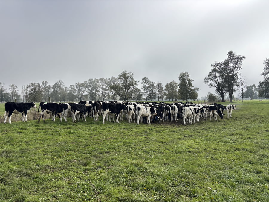 Lote 70 Ternero en Río Bueno, XIV Región Los Ríos