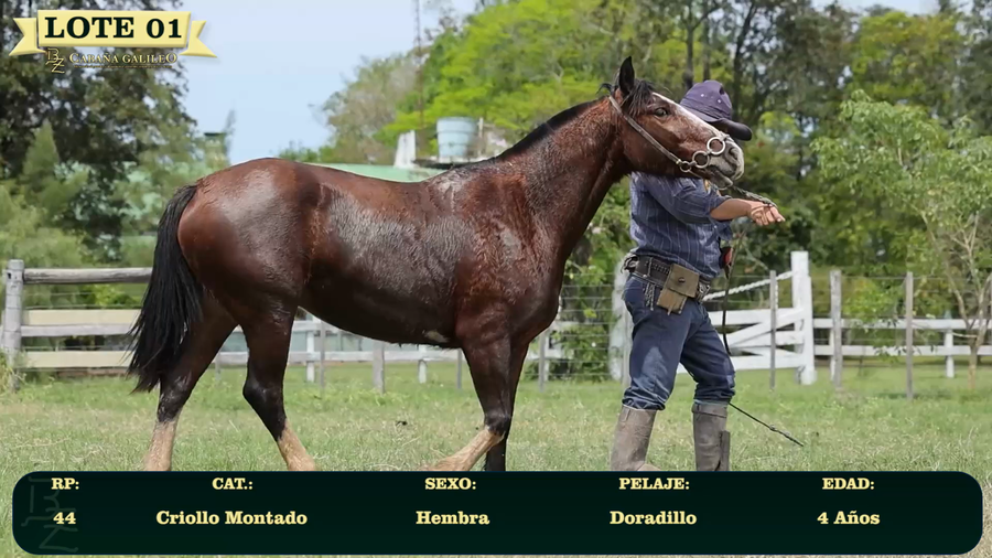 Lote LOTE 1